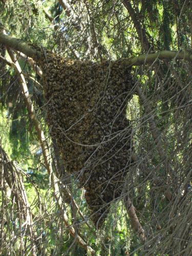 Bienenschwarm am Baumast